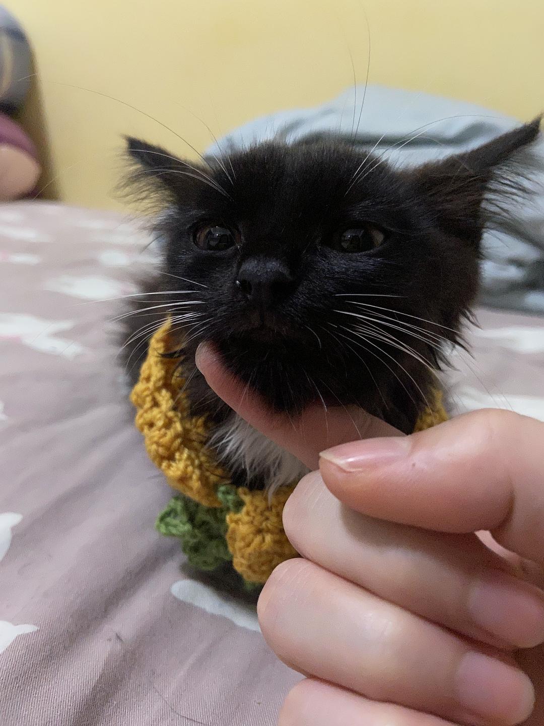 最新领养猫指南，如何为家庭迎来一只幸福的喵星人