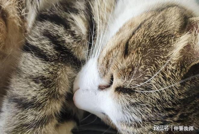 最新红猫，自然美景的鼓舞之旅
