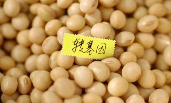 转基因最新动态与友情故事的奇妙交织